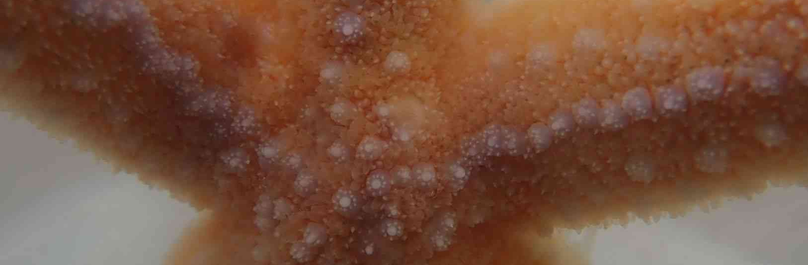 detail of starfish (c) C Braungardt