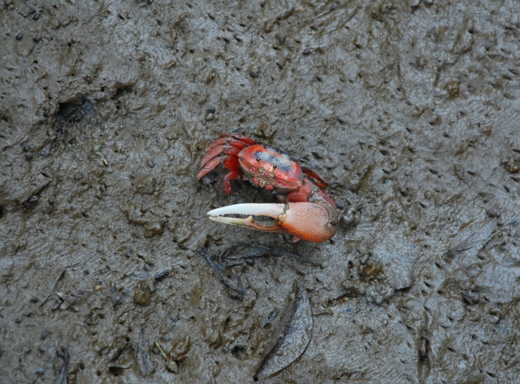 Fiddler crab in mangrove swamp, Pearl River Delta, Guangdong Province, China
