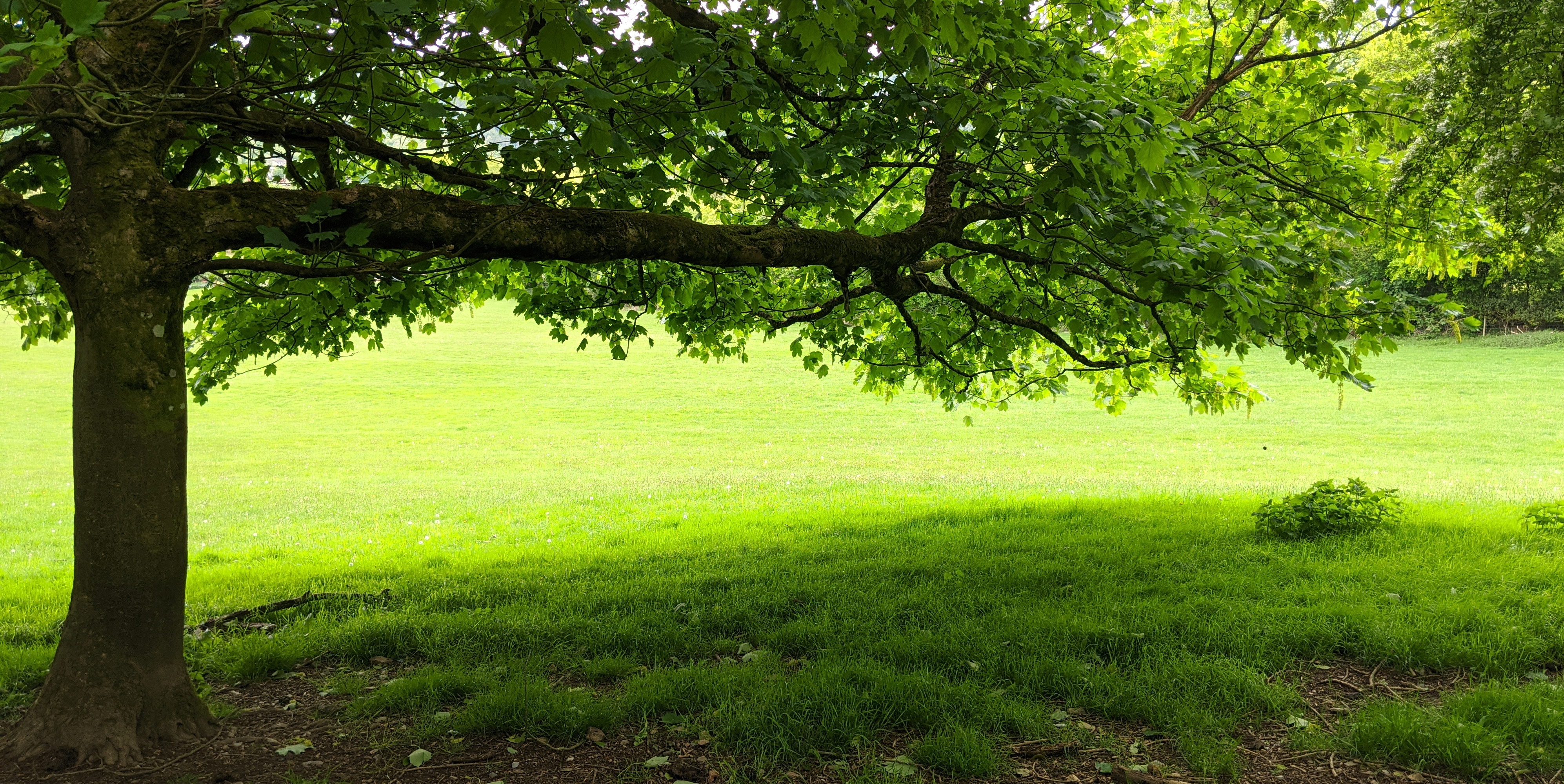 Tree in a field - strong roots and trunk, spreading branches, each leaf part of the whole. (c) C Braungardt