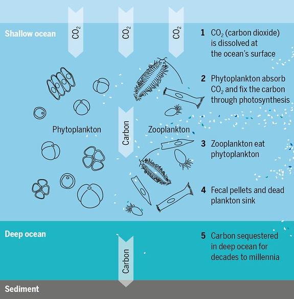 "Plastic Atlas - The oceans absorb a quarter of anthropogenic greenhouse emissions. Pollution by microplastics may put the biological carbon pump at risk. More research is needed." by boellstiftung is licensed under CC BY 2.0