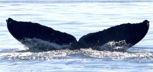 Whale ID HW-MN0502372 by Frank Garita