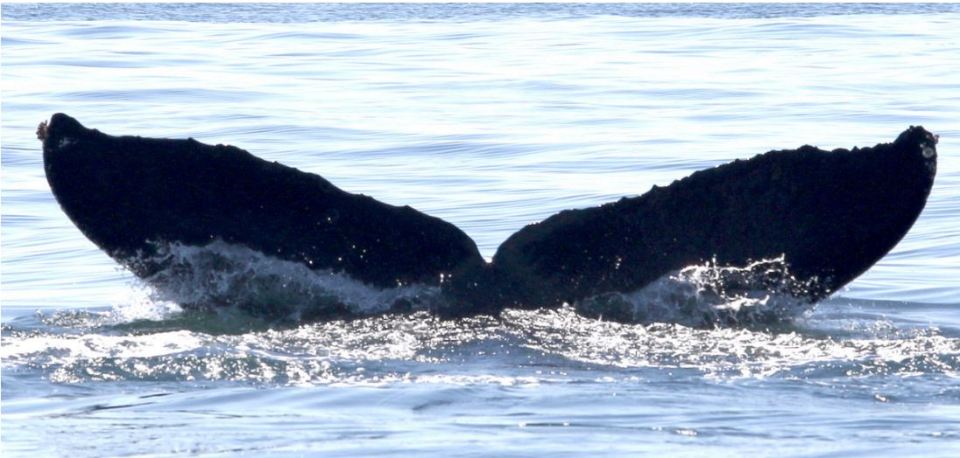 Whale ID HW-MN0502372 by Frank Garita