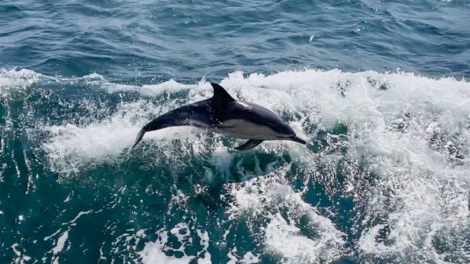 Common Dolphin