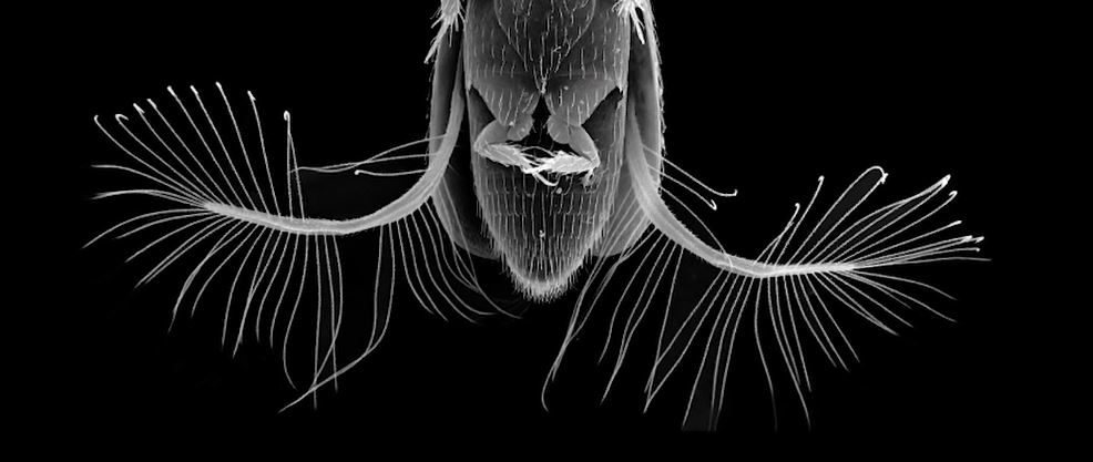 Featherwinged beetle