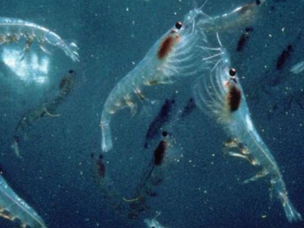 Antarctic Krill