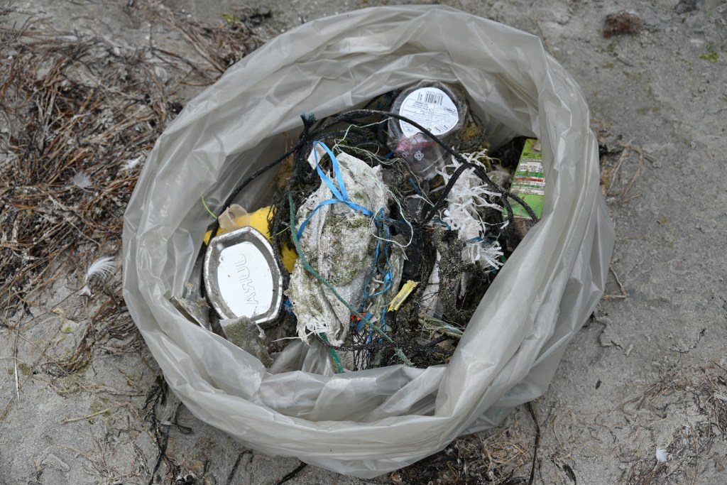Mermaid's purses found south of Dartmouth