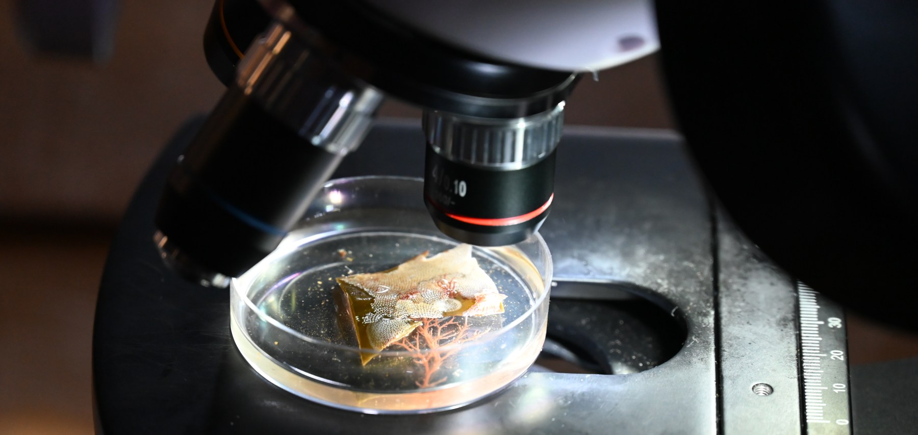 Samples of bryozoan colonies on kelp under the microscope. (c) C Braungardt
