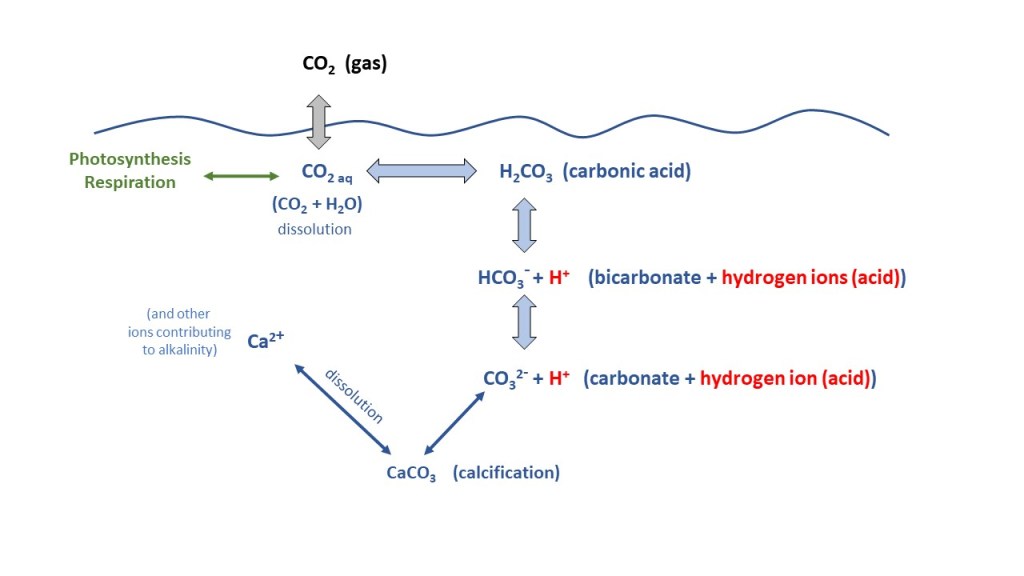 Carbon dioxide equilibration at the interface between atmosphere and the surface ocean. (c) C Braungardt