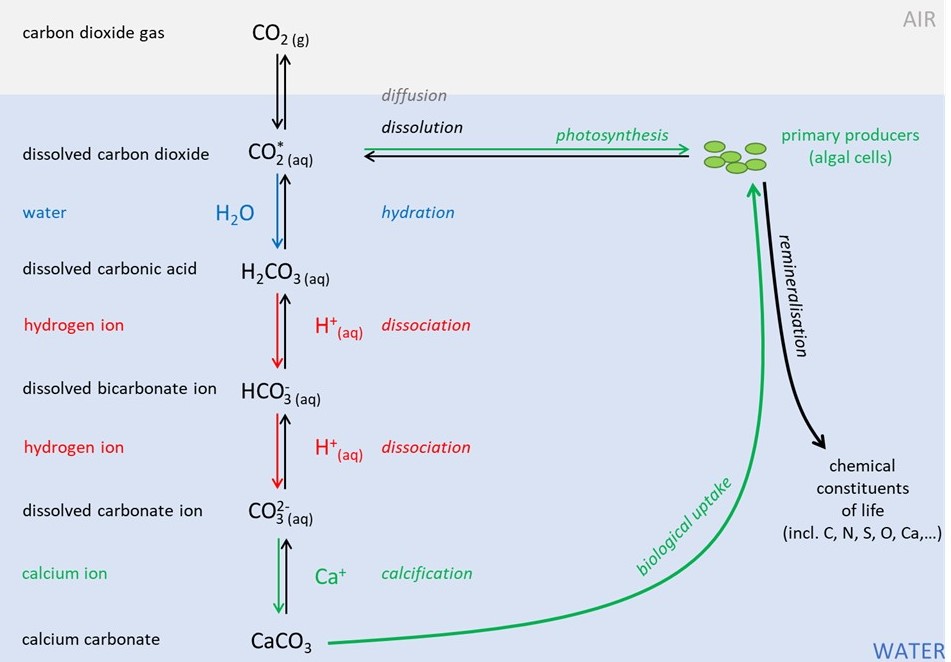 Part of the carbon cycle in the ocean