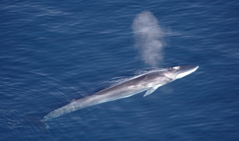 Aqqa Rosing-Asvid - Visit Greenland, CC BY 2.0 , via Wikimedia Commons