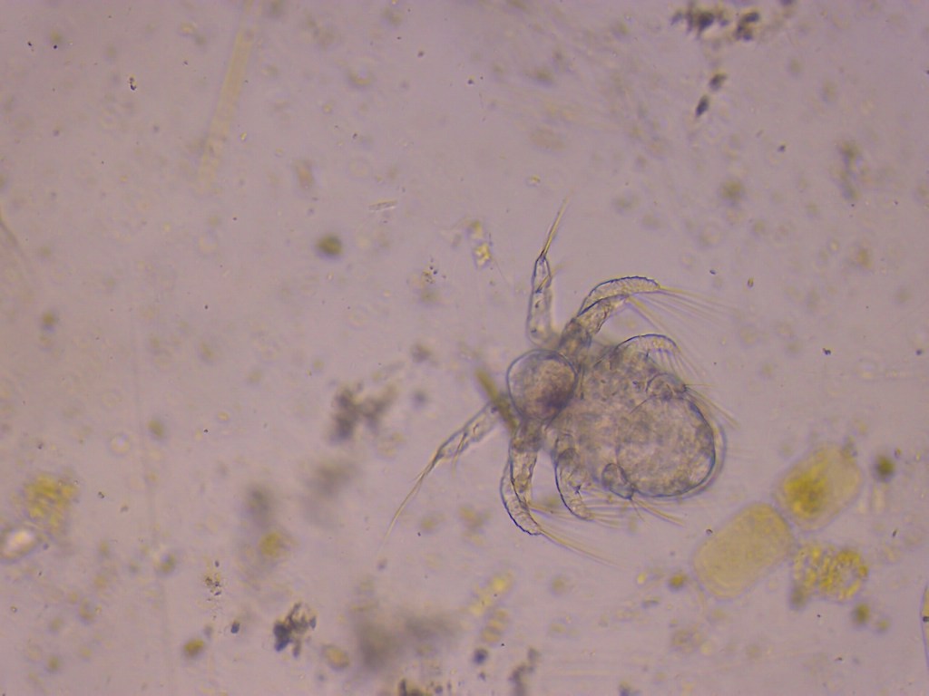 Microscope image of species collected in the Liffy, Dublin