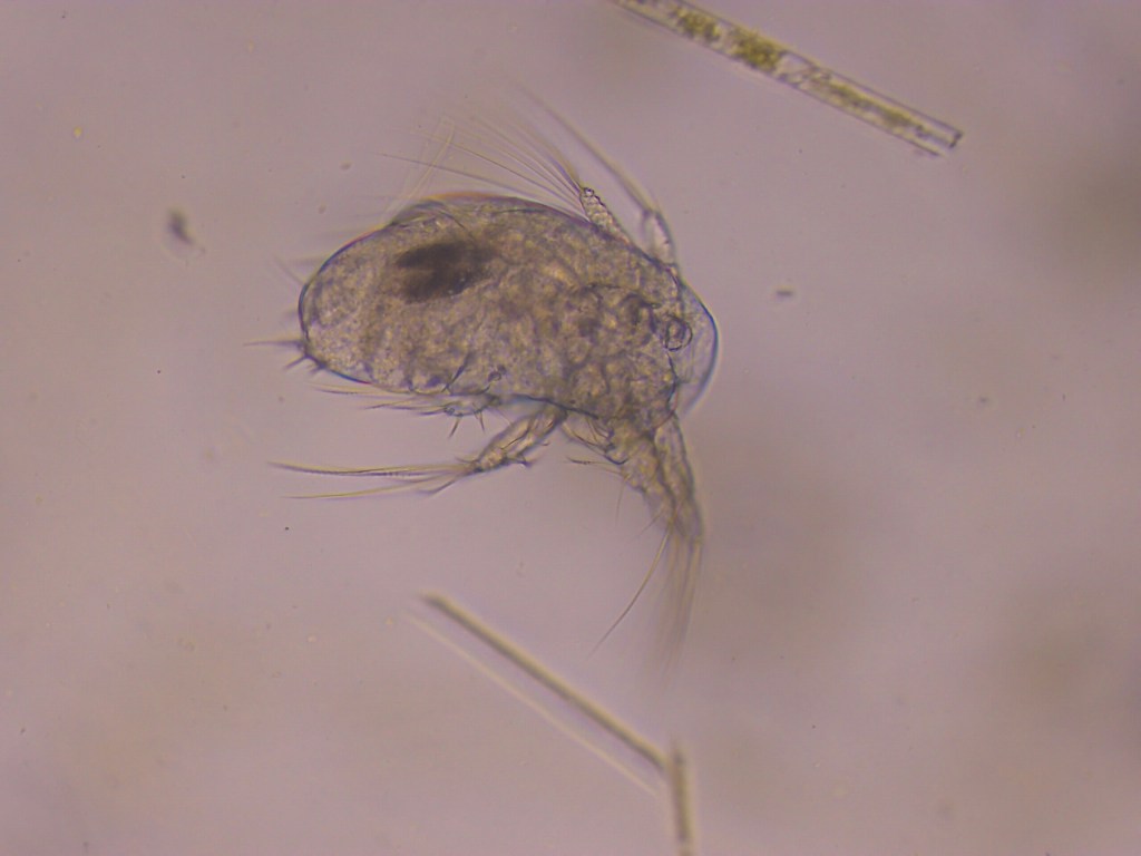 Microscope image of species collected in the Liffy, Dublin