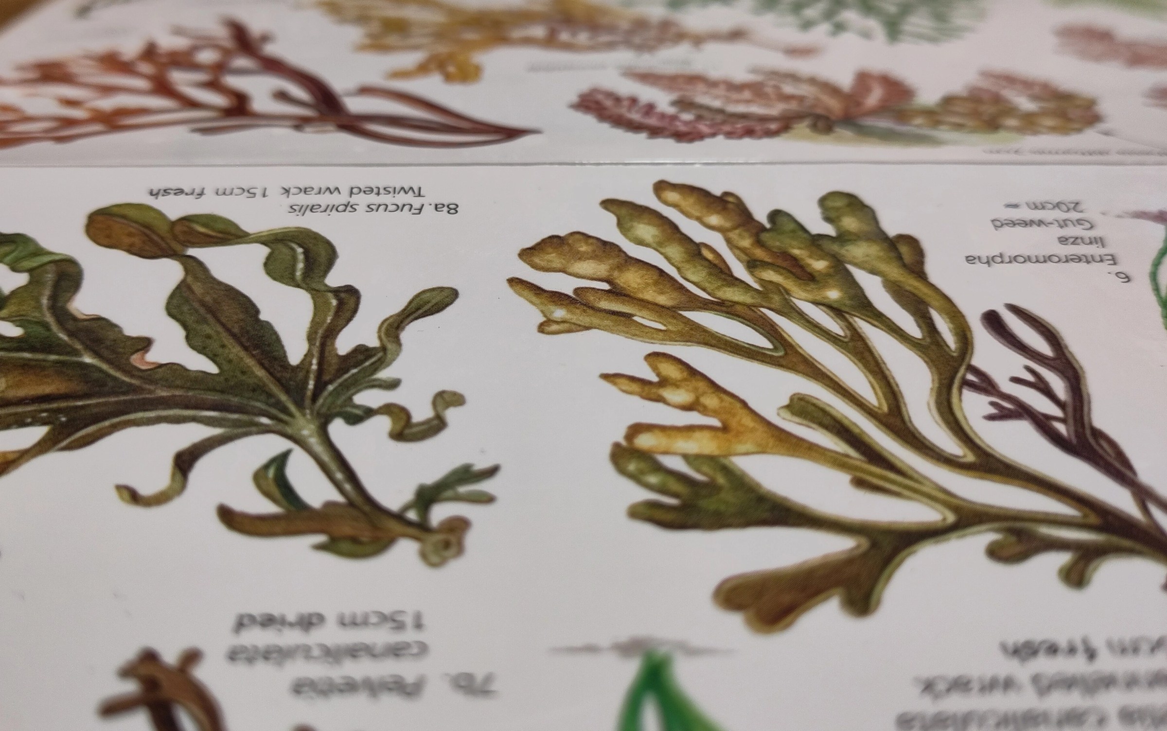 Photograph of Field Study Council guide to common seaweeds