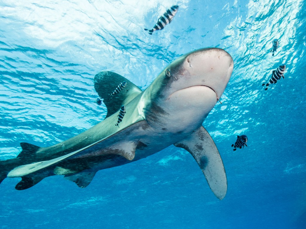 "File:Oceanic whitetip shark at Elphinstone Reef.jpg" by Alexander Vasenin is licensed under CC BY-SA 4.0.