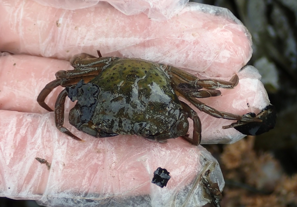 Shore crab at Restronguet Point