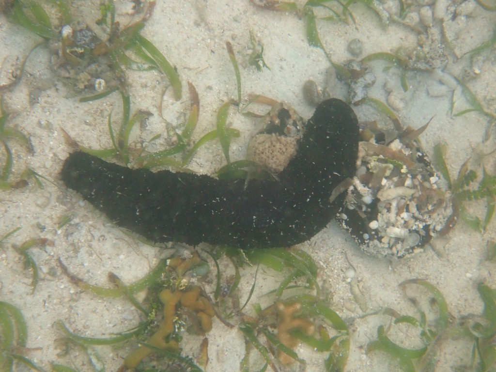 Sea cucumber, Bocas del Toro, Panama. (c) C Braungardt 2024