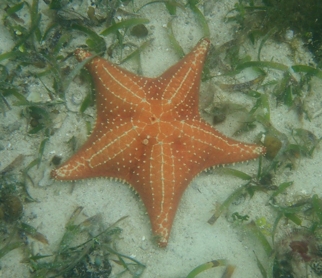 Cushion star, Bocas del Toro, Panama. (c) C Braungardt 2024