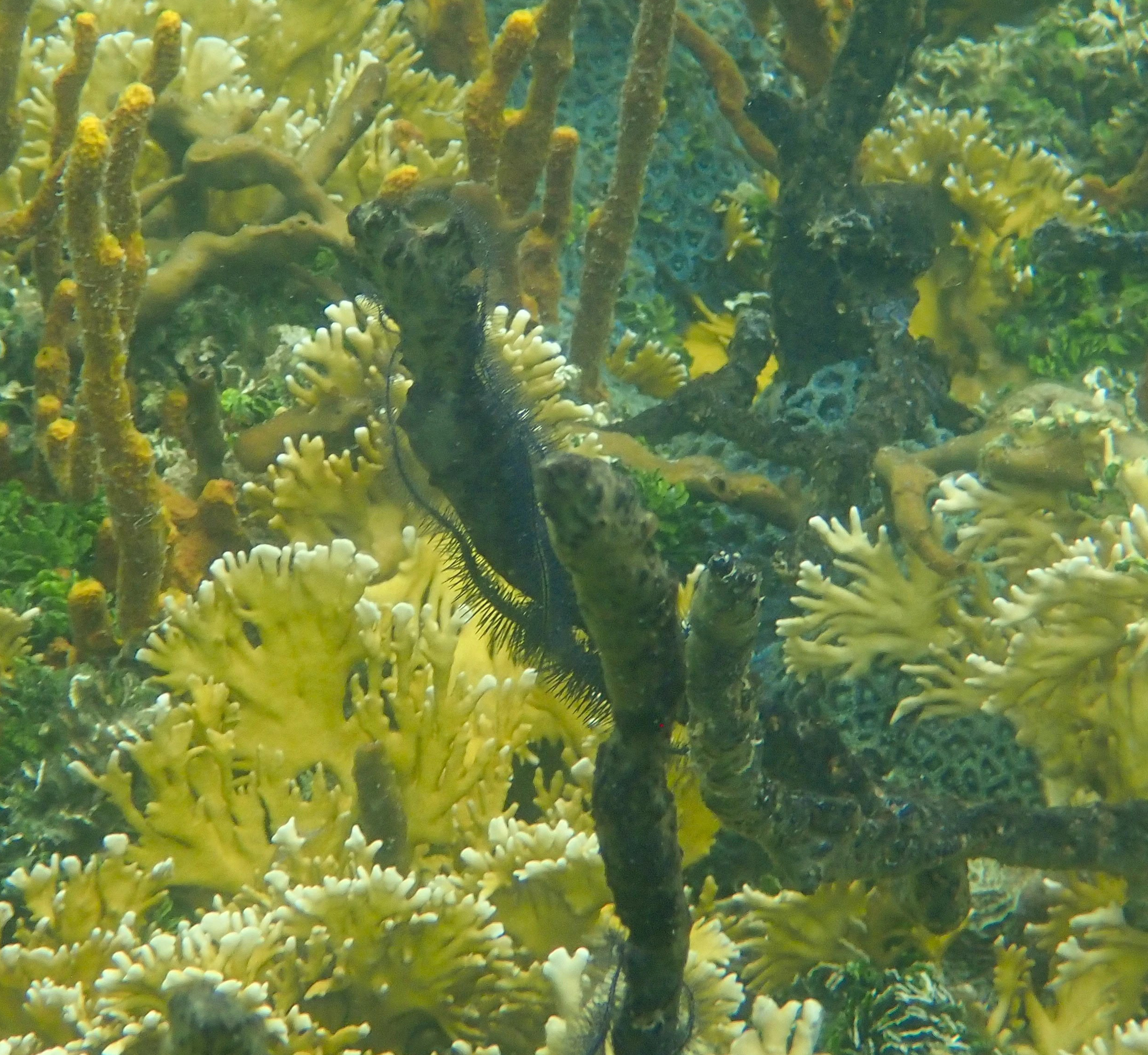 Coral community with brittle star at Bocas del Toros, Panama. (c) C Braungardt 2024