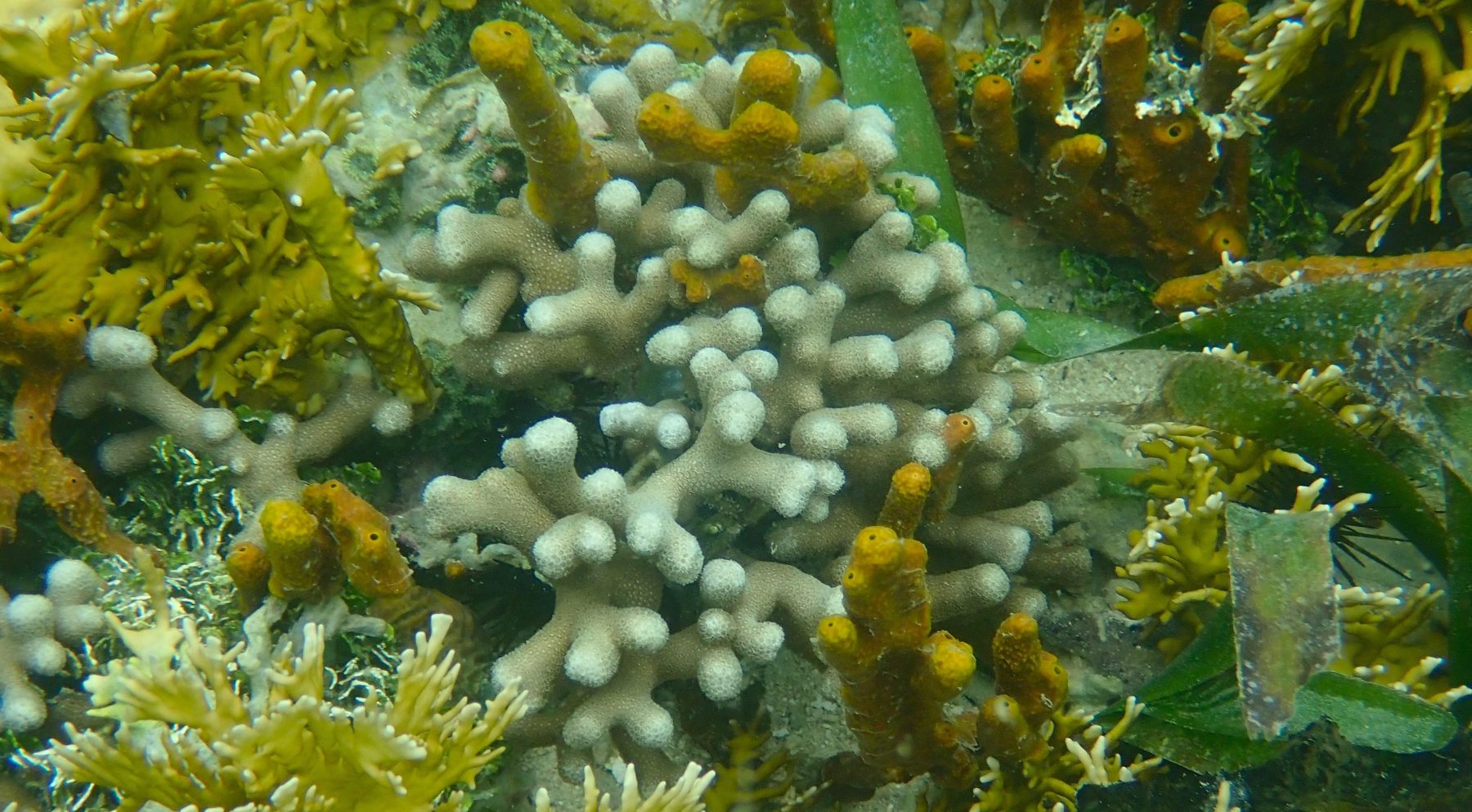 Coral community, Bocas del Toro, Panama.