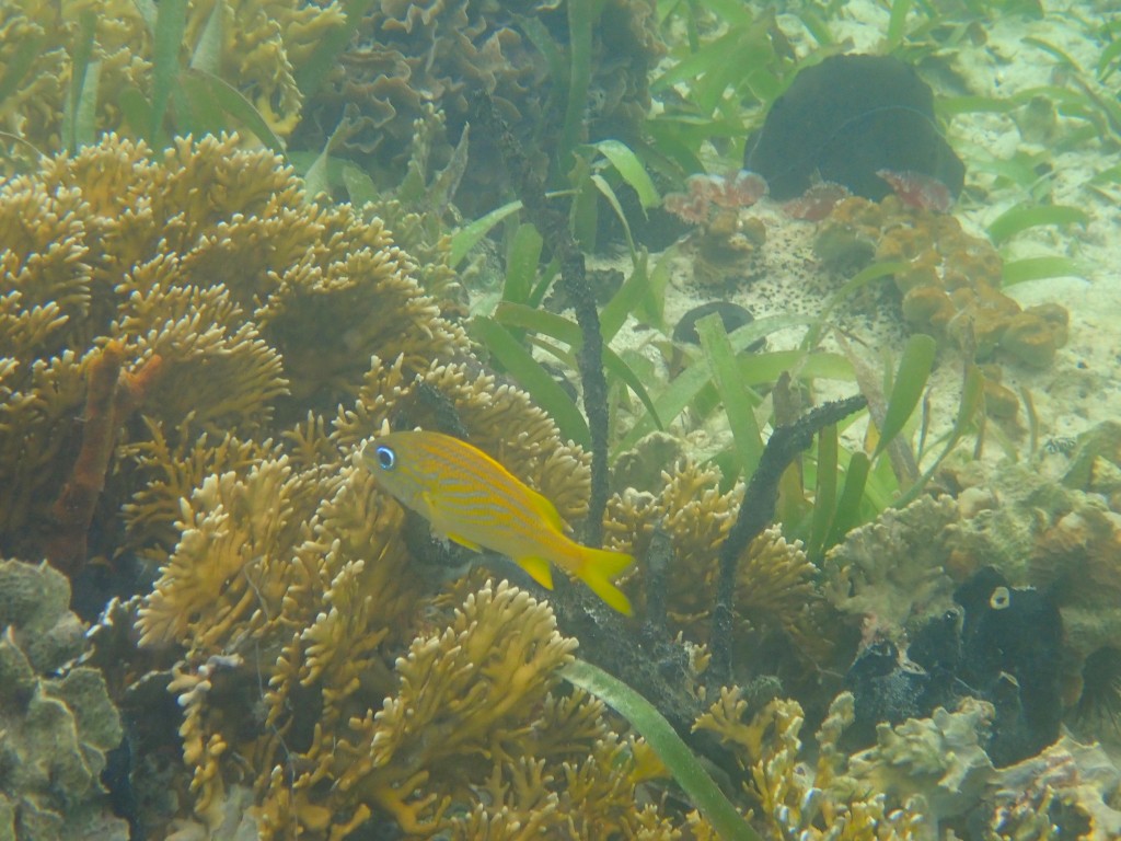 Seagrass and coral community