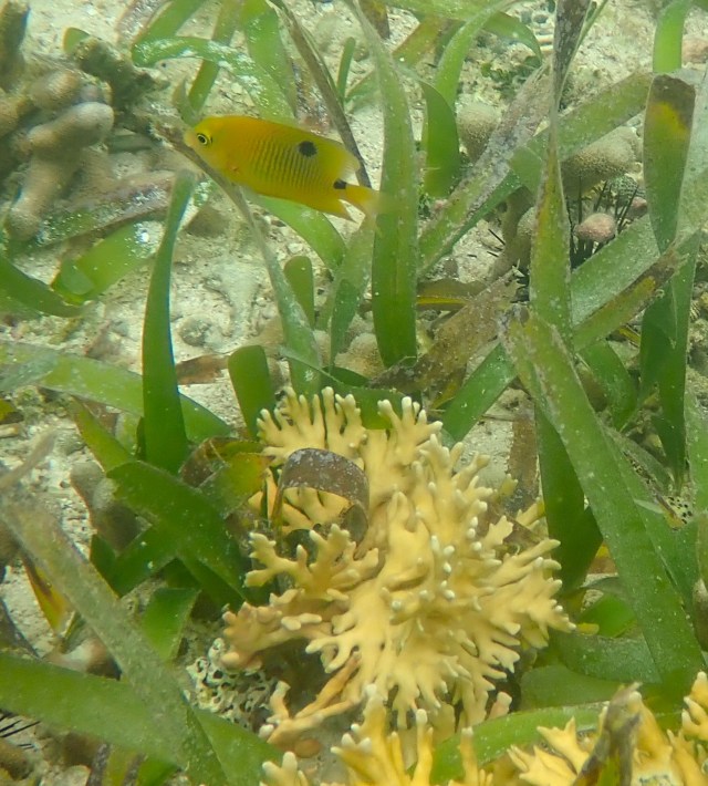 Coral community at Bocas del Toro, Panama. (c) C Braungardt 2024