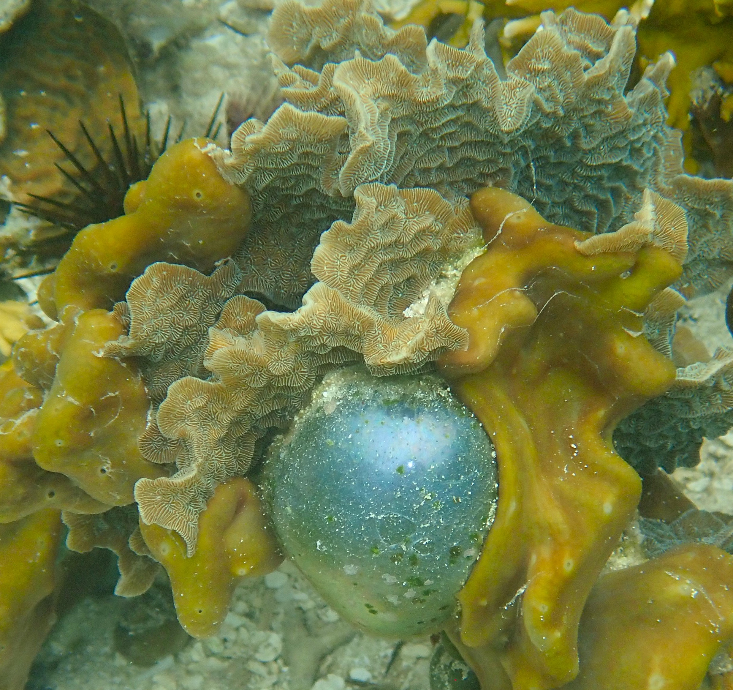 Coral community at Bocas del Toro, Panama. (c) C Braungardt 2024