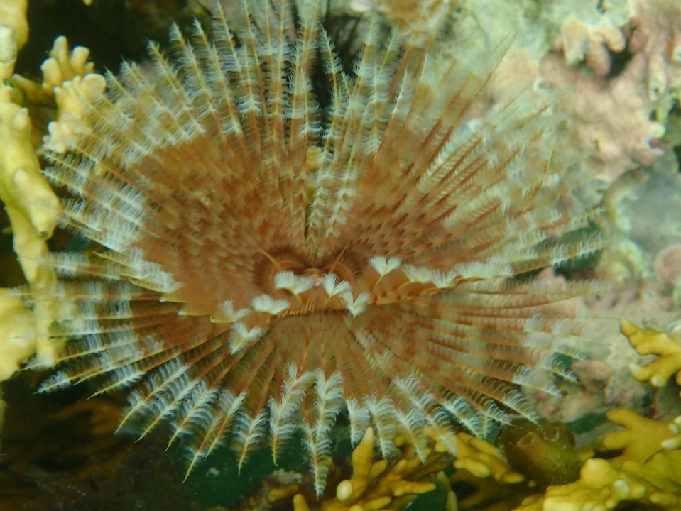 Tube worm at Bocas del Toros, Panama. (c) C Braungardt 2024
