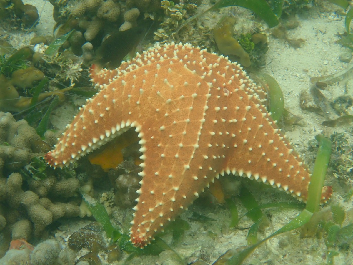 Ocean Advocacy in a&nbsp;Newsletter?