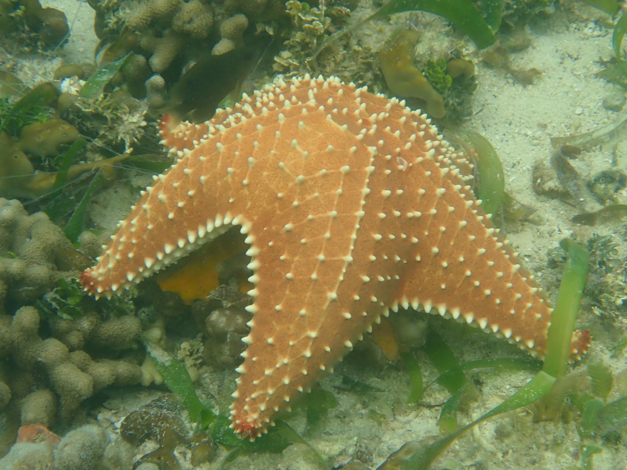 Cushion star at Bocas del Toro, Panama. (c) C Braungardt 2024