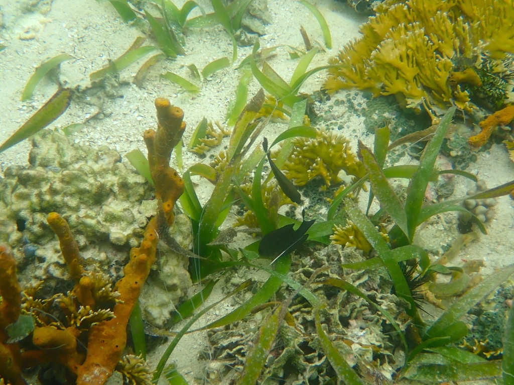 Seagrass and coral. (c) C Braungardt 2024