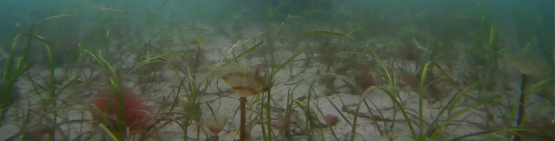 Seagrass meadow in Cawsand Bay