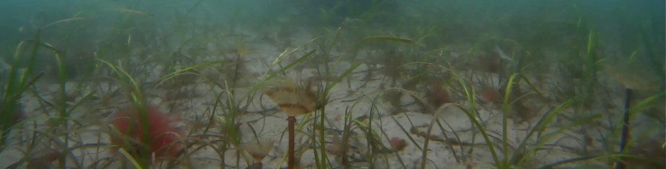 Seagrass meadow in Cawsand Bay