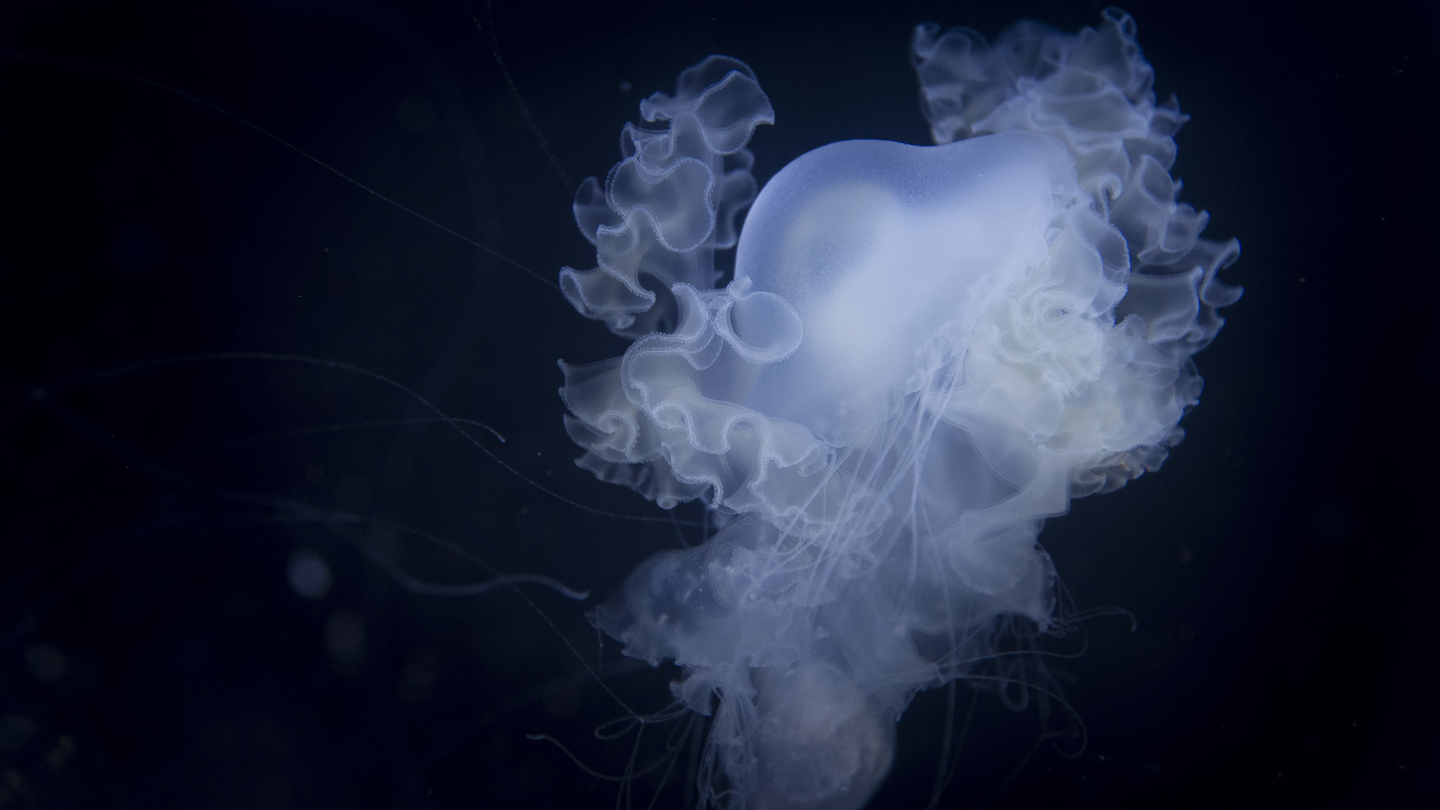 "Deep blue sea" by A.Cahlenstein Photography is licensed under CC BY 2.0.