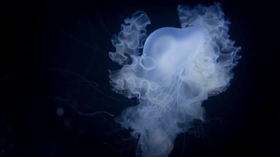 "Deep blue sea" by A.Cahlenstein Photography is licensed under CC BY 2.0.