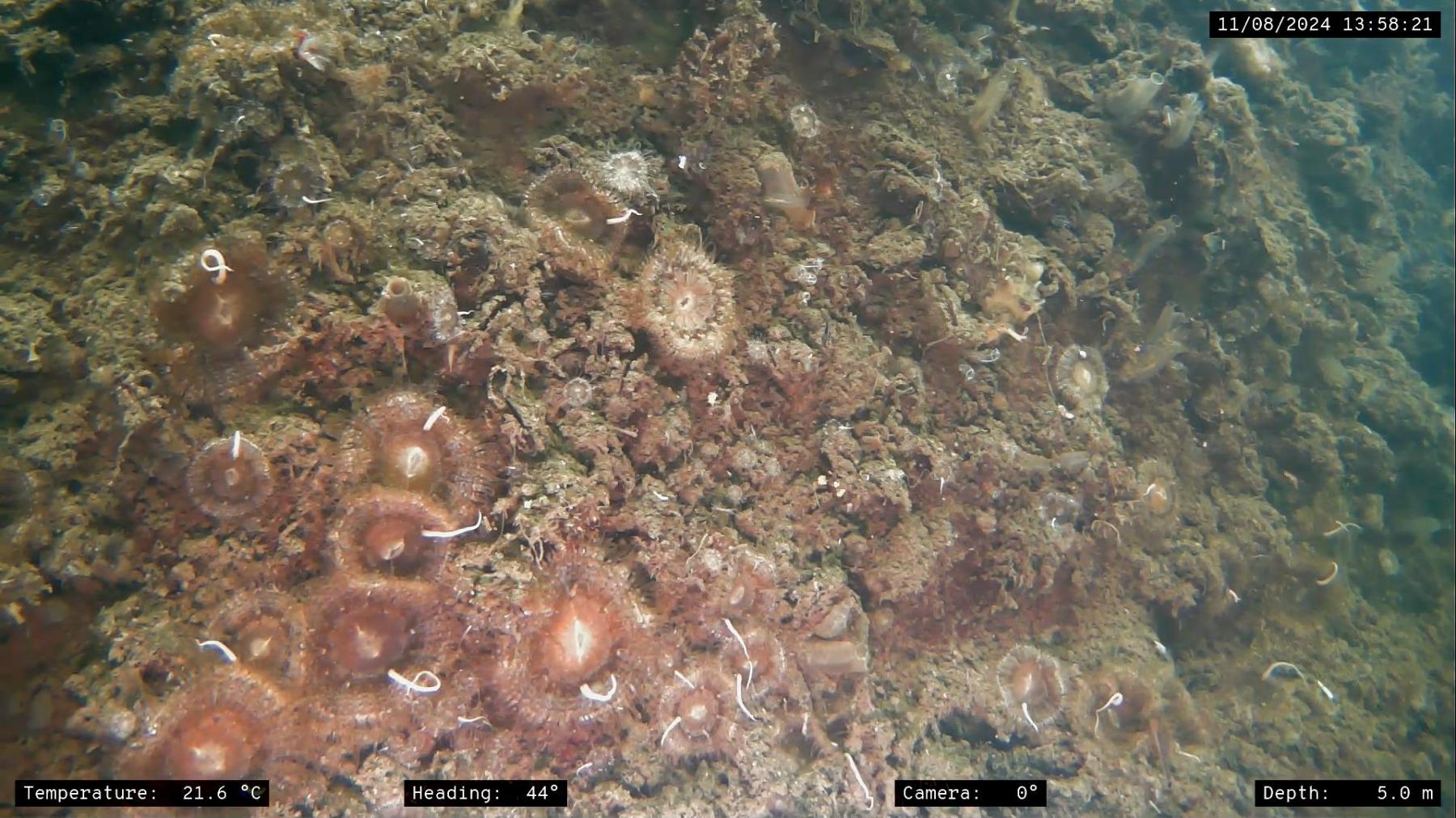 Daisy anemones on a dock wall