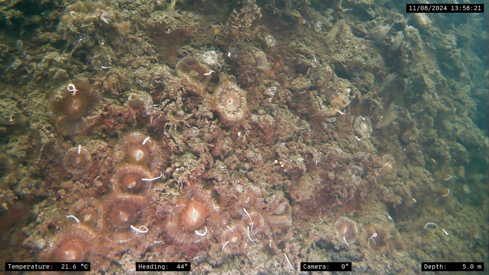 Daisy anemones on a dock wall