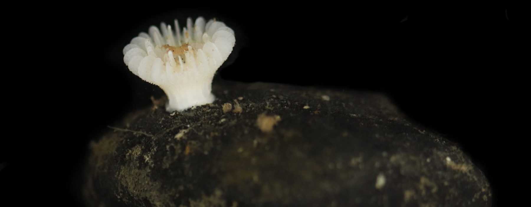 Guadalupe Bribiesca-Contreras, Nadia Santodomingo et al., Hidden gems of the abyss: first species of azooxanthellate scleractinian coral (Scleractinia: Deltocyathidae) attached to polymetallic nodules in the eastern Pacific Ocean, Zoological Journal of the Linnean Society, Volume 205, Issue 3, November 2025 https://doi.org/10.1093/zoolinnean/zlaf146