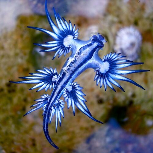 Blue sea dragon nudibranch (Glaucus atlanticus). www.thenautilusproject.co/species-directory.html