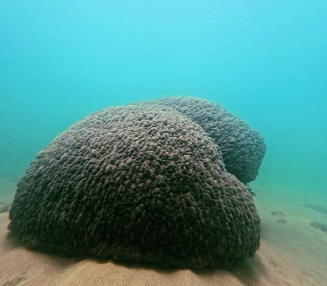 A Porites coral from a group called massive corals, they are not always big, but this one was indeed! (Ferreira, 2025)