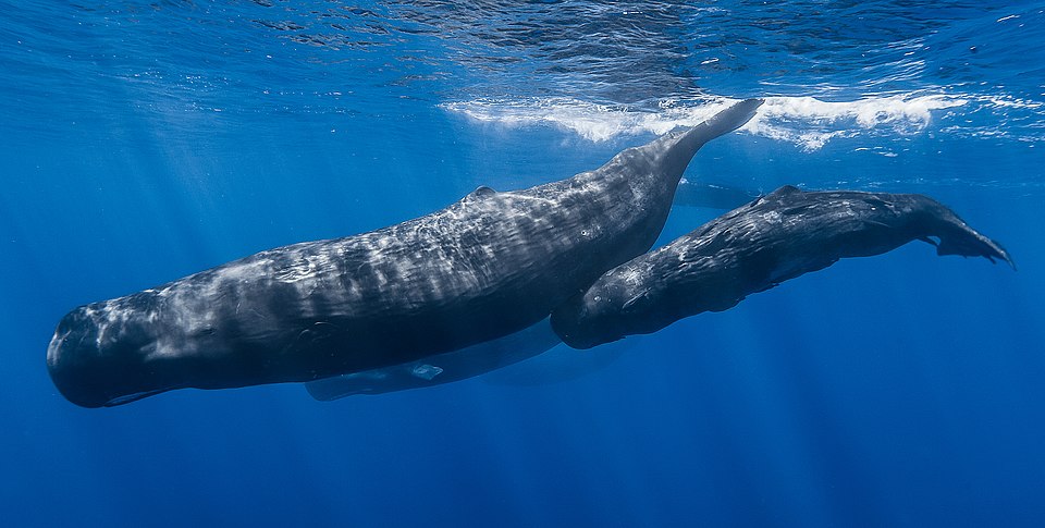Sperm whale pod. "Sperm whale pod" by Gabriel Barathieu is licensed under CC BY-SA 2.0.