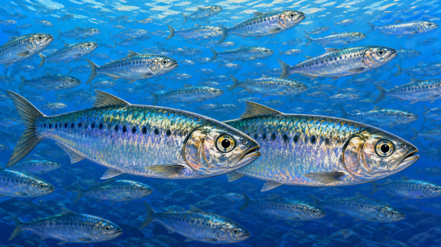 Shoal of herring drawn using Cyberlink Power Director 365.