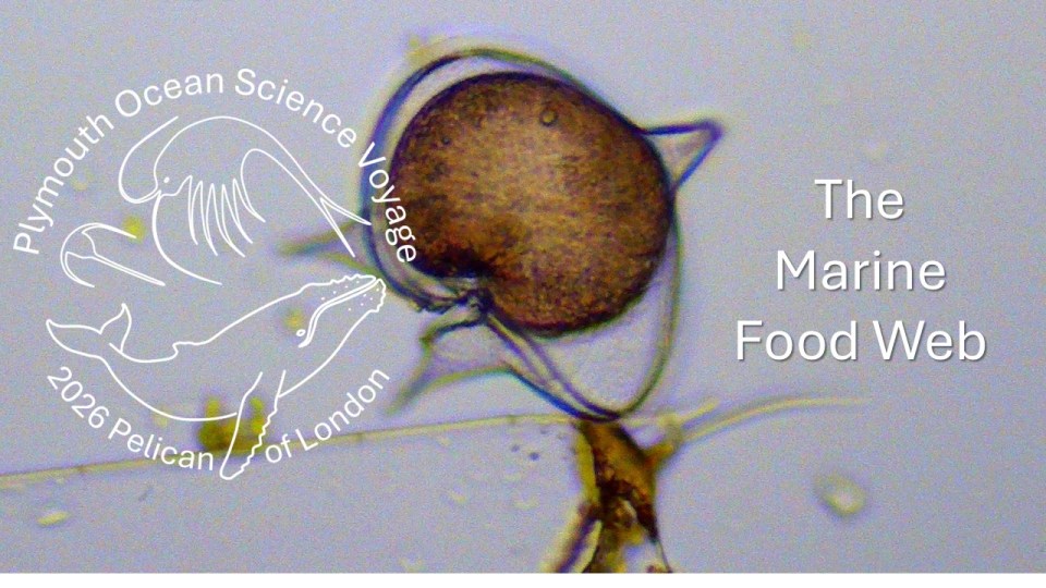 POSV 26 Marine Food Web banner