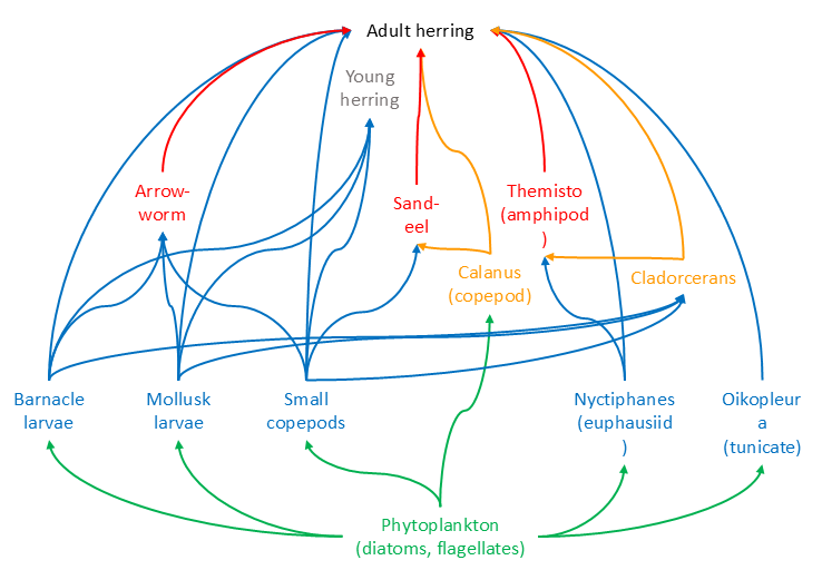 Marine food web of herring