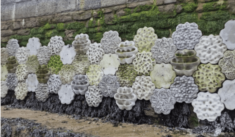 Plymouth living seawall in 2023